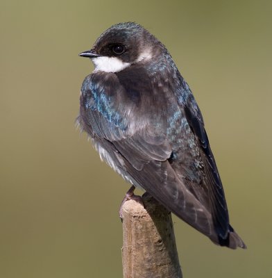 tree swallow 219