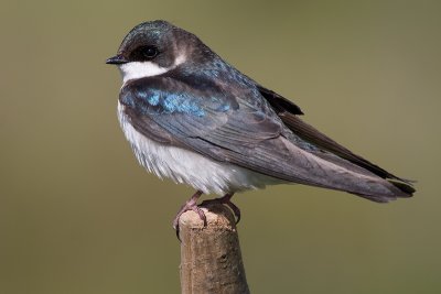 tree swallow 220