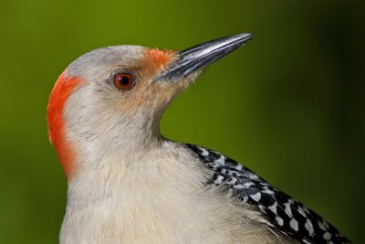 red-bellied woodpecker 196