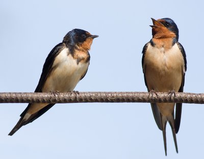 Tree Swallows