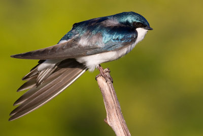 tree swallow 221