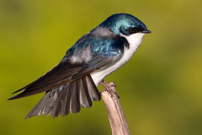 tree swallow 22