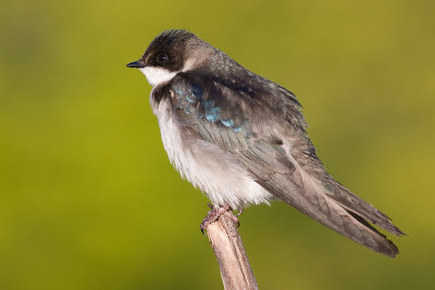 tree swallow 223