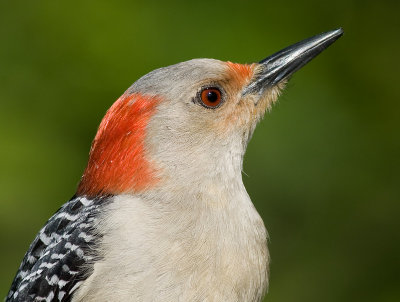 red-bellied woodpecker 200
