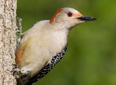 red-bellied woodpecker 202