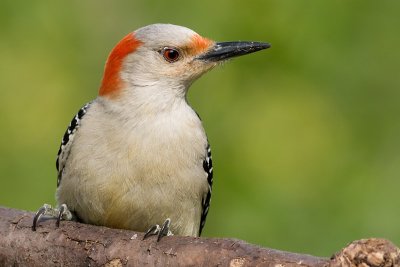 red-bellied woodpecker 203