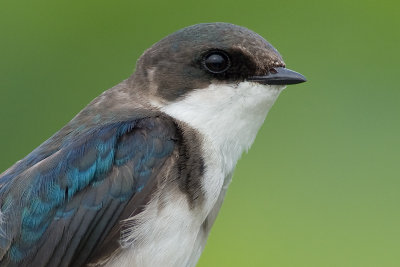 tree swallow 229