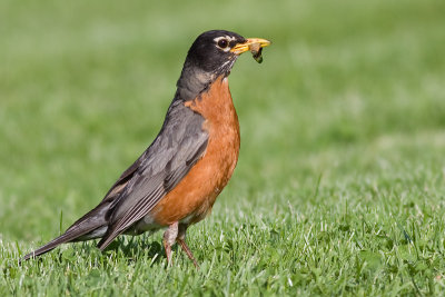 robin 104