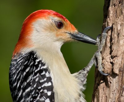 red-bellied woodpecker 206