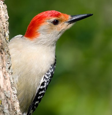 red-bellied woodpecker 207