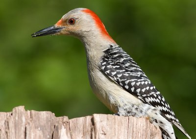 red-bellied woodpecker 208