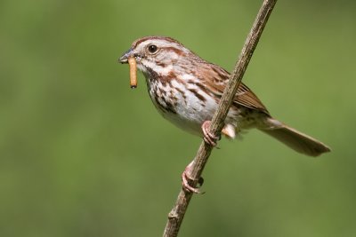 song sparrow 94