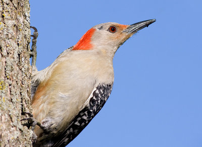 red-bellied woodpecker 209