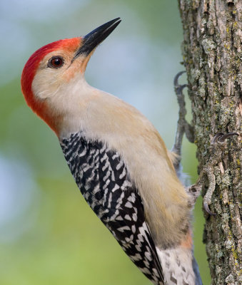 red-bellied woodpecker 210