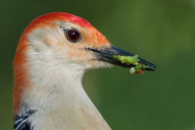 red-bellied woodpecker 211