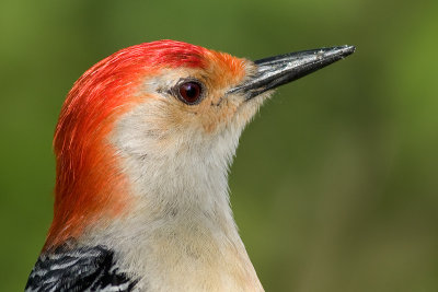 red-bellied woodpecker 212
