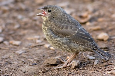 Cowbird - fledgling