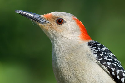 red-bellied woodpecker 214