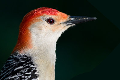 red-bellied woodpecker 215