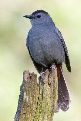 catbird 39