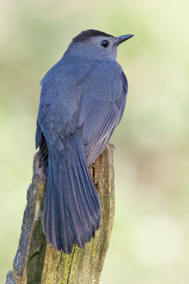 catbird 40
