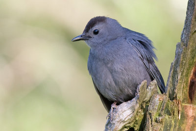 catbird 41