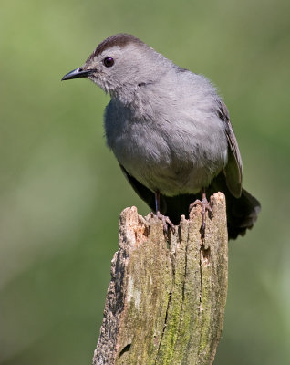 catbird 42