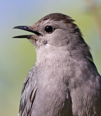catbird 50