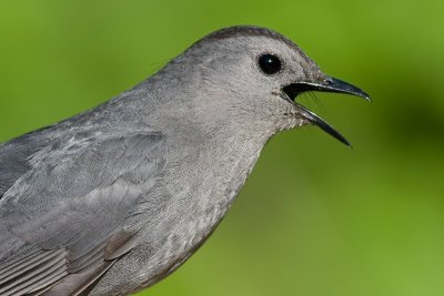 catbird 53