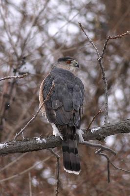 Cooper's Hawk