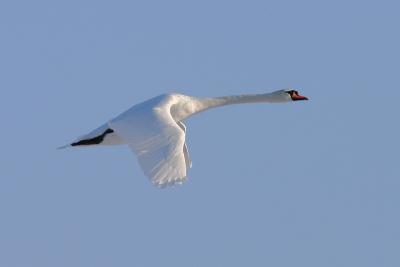 mute swan 1