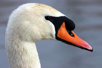 mute swan 3