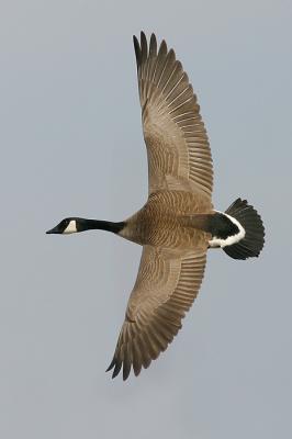 goose 84