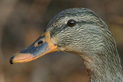 American black duck 3