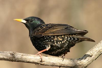 starling 11