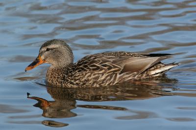 Mallard-female