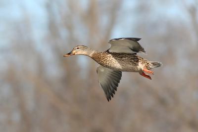 mallard 29