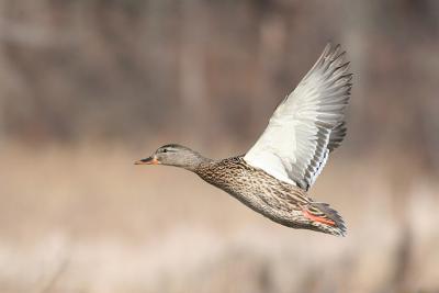 mallard 30