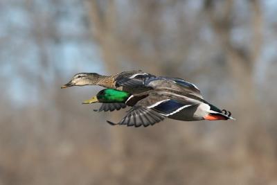 mallard 31