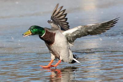 mallard 32