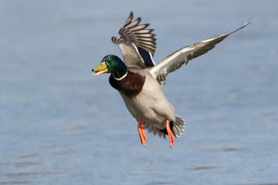 mallard 33