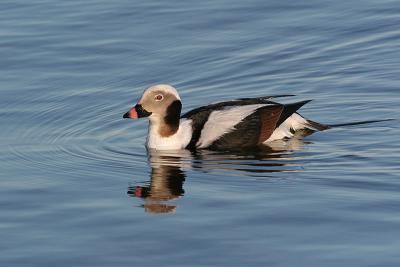 long tailed duck 1
