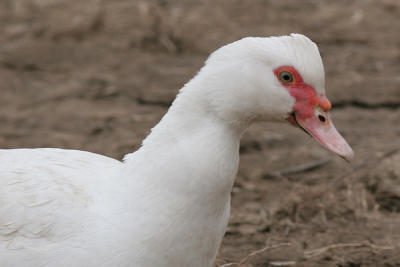 muscovy duck 1