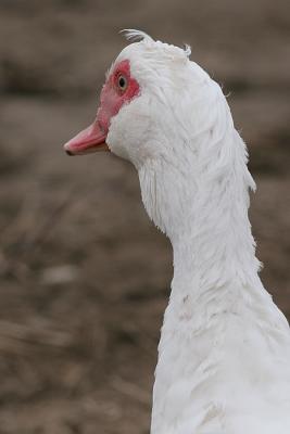Muscovy duck-female