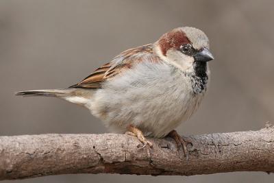 house sparrow 12