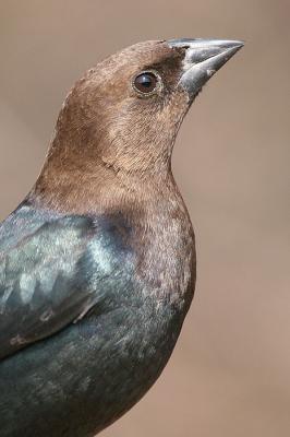 cowbird 10