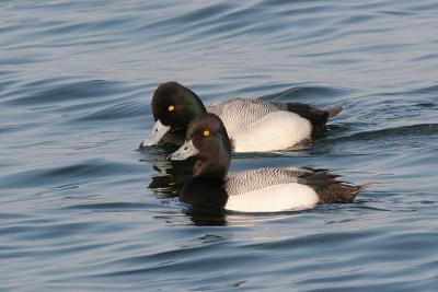 greater scaup 25