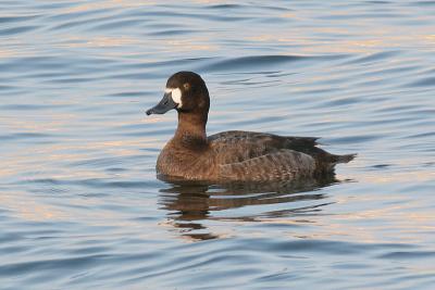 greater scaup 26