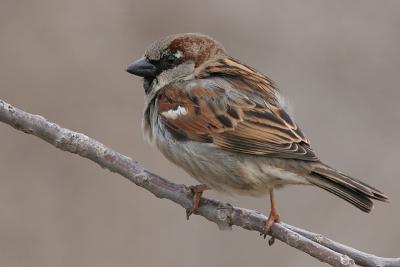 house sparrow 15