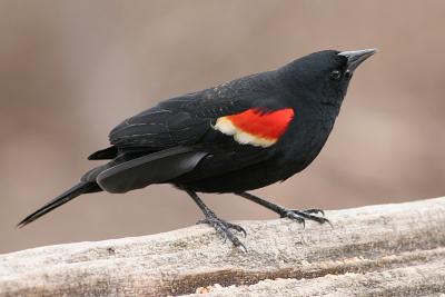 red winged blackbird 8